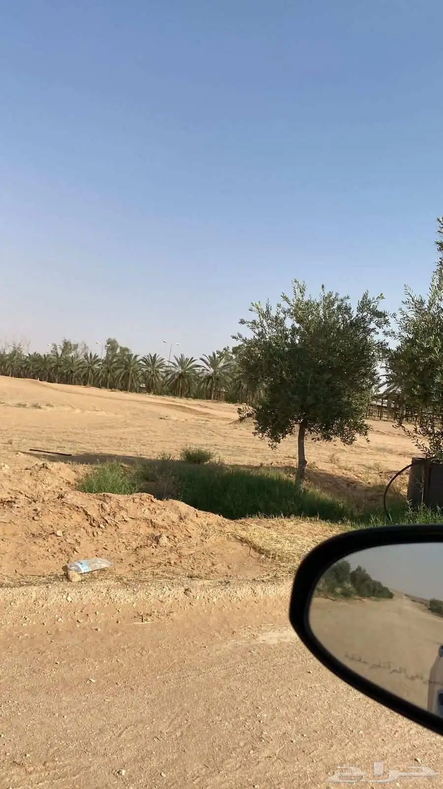 اشجار اسدر وزيتون 2
