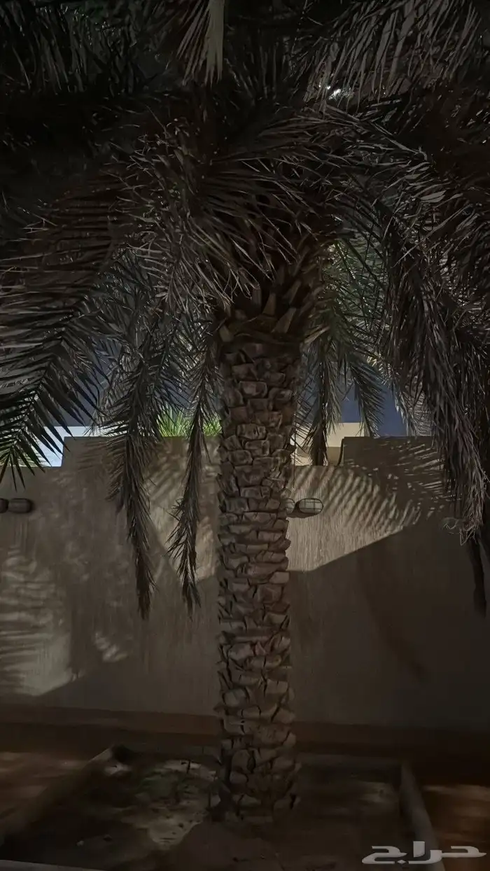 اسلام عليكم يوجد لدينا ثلاث حبات نخل للبيع في الرياض 0