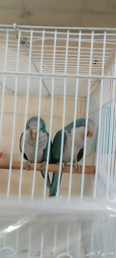 جوز كويكر ازرق منتج تم البيع الله يبارك لراعي 0