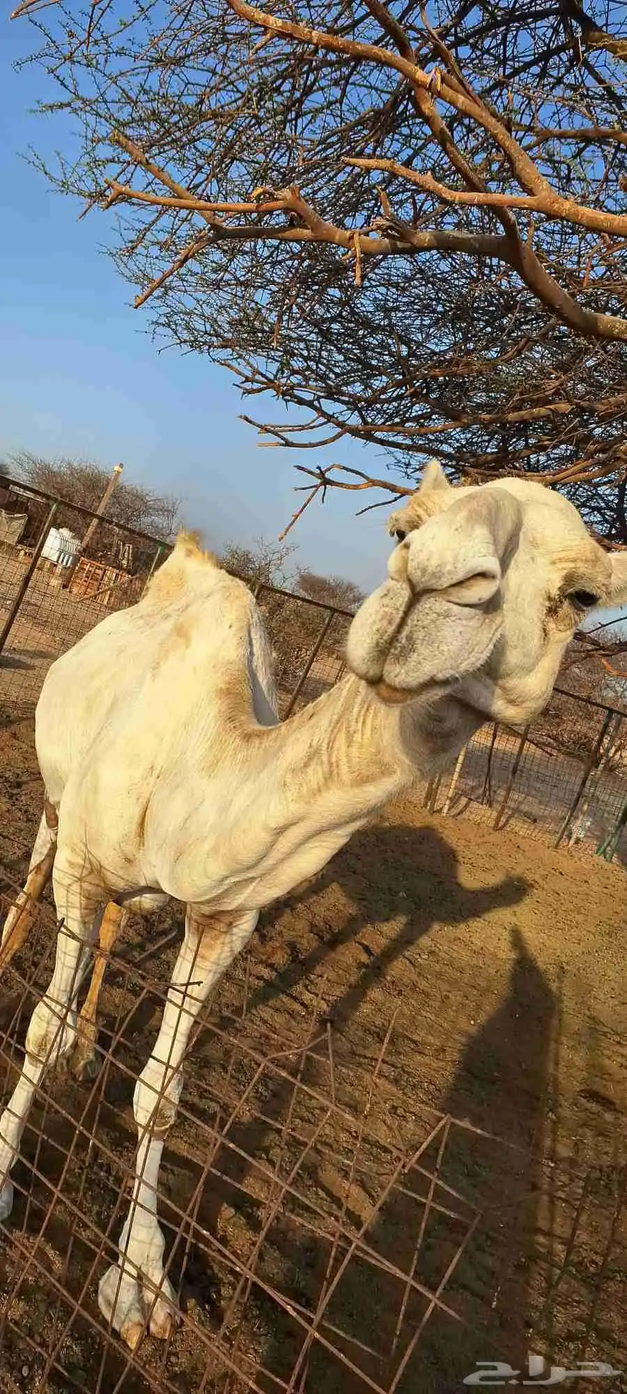 للبيع خلفه عفراء تحتها قعود الموقع رابغ 3