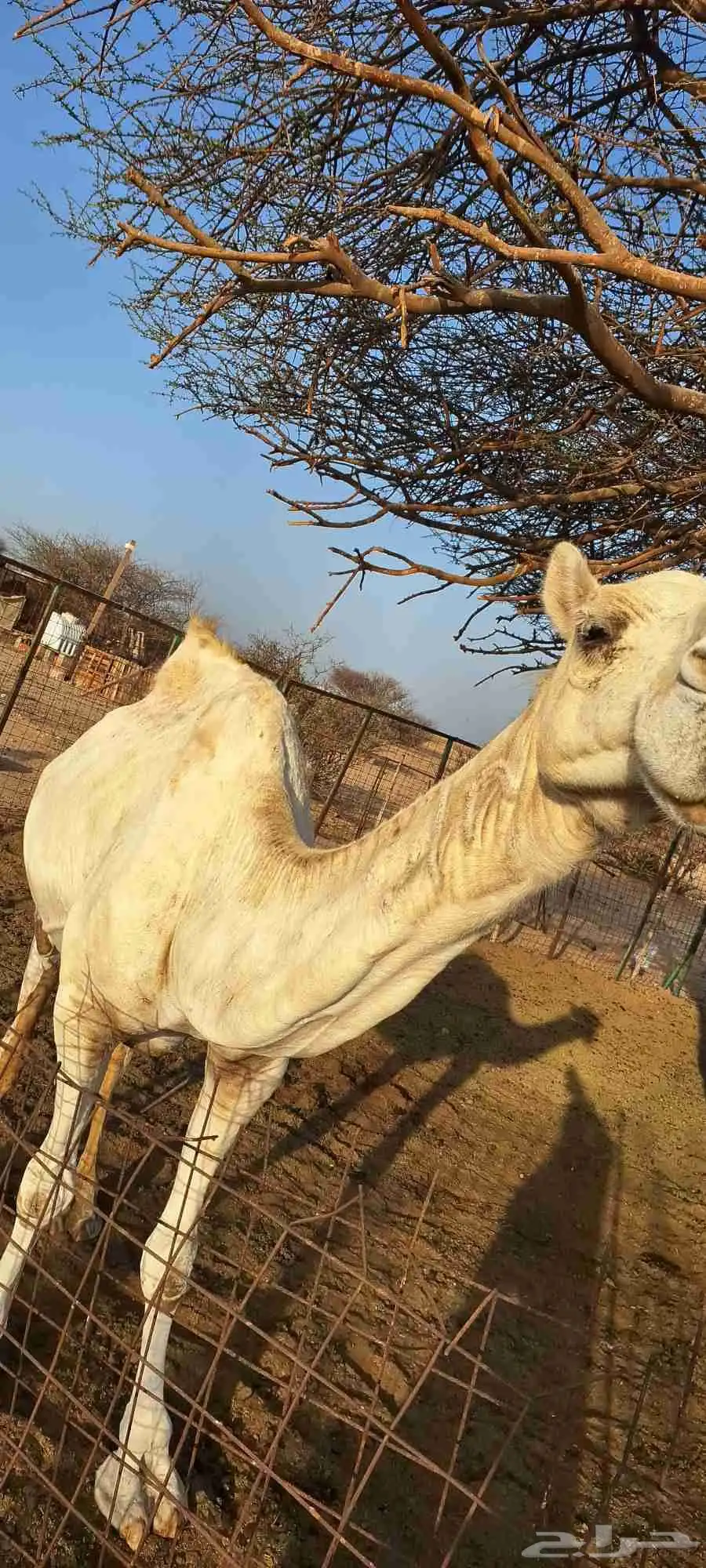 للبيع خلفه عفراء تحتها قعود الموقع رابغ 0