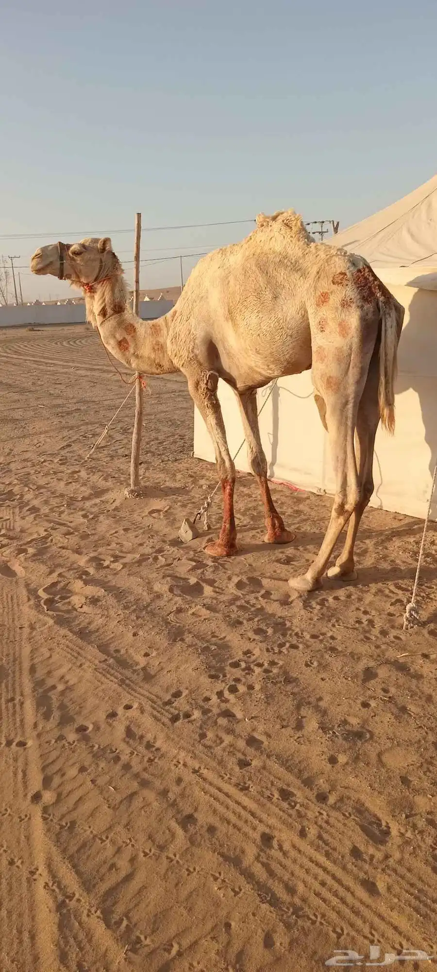 قليصه اللبيع 0
