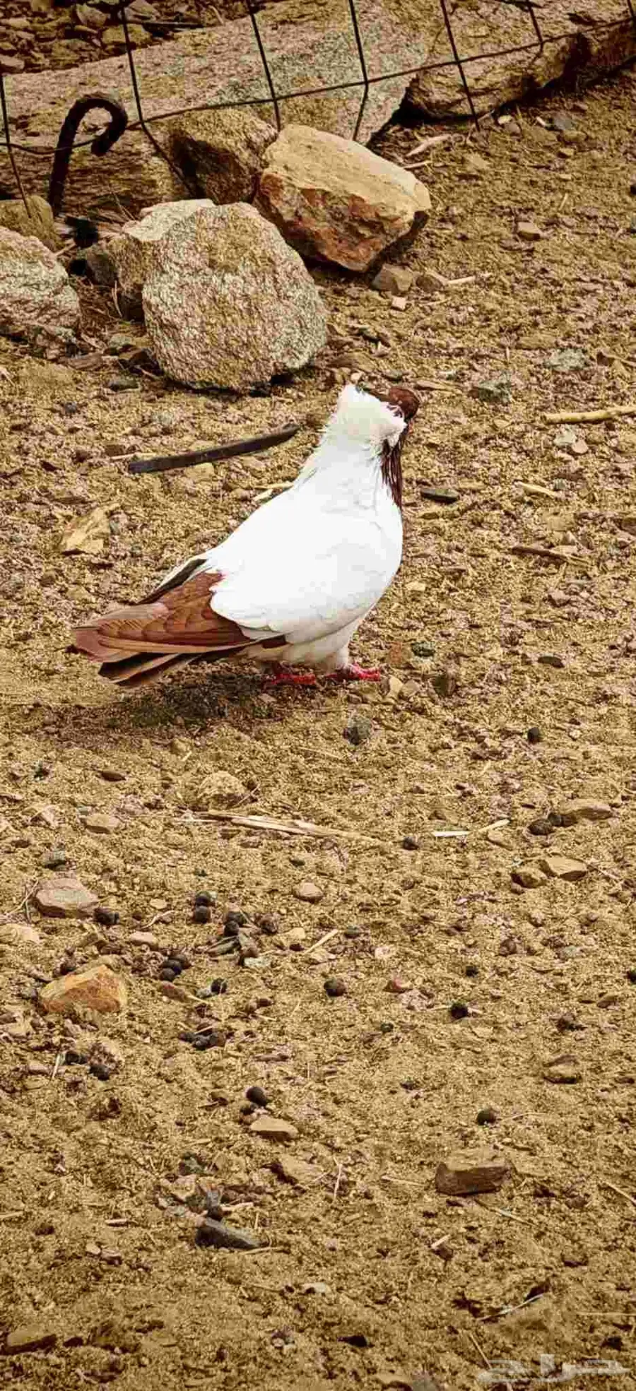 حمام انثى فردية (سوداني الماني ) 0