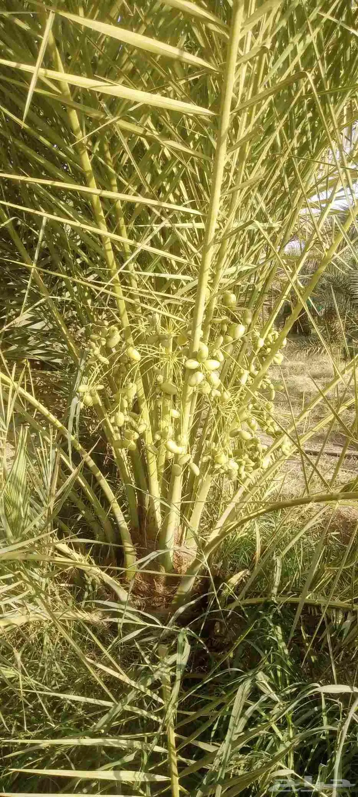 نخيل خلاص وشيشي وهلالي وصقعي 6