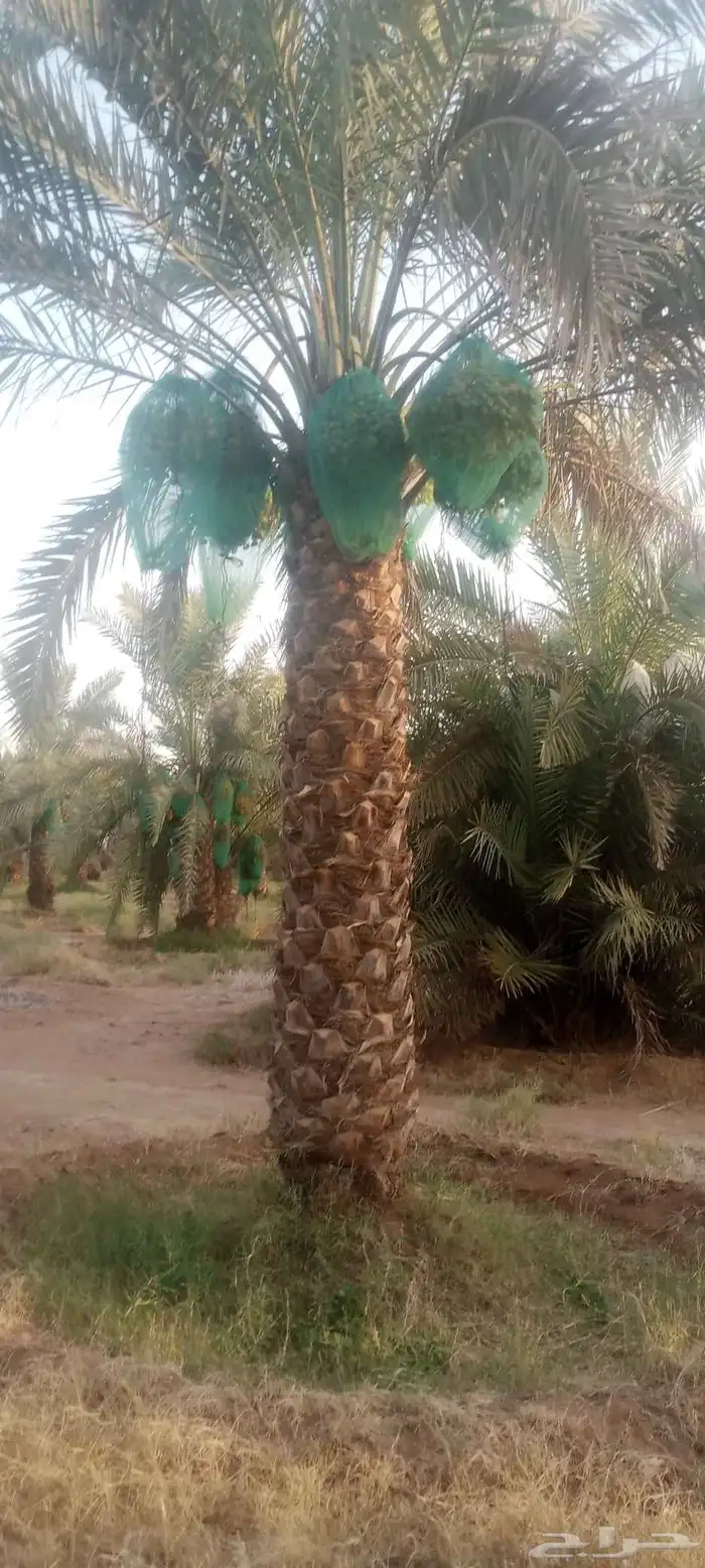 نخيل خلاص وشيشي وهلالي وصقعي 3