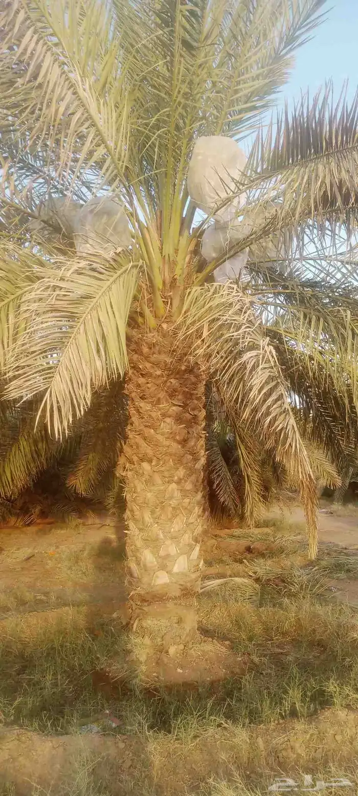 نخيل خلاص وشيشي وهلالي وصقعي 2
