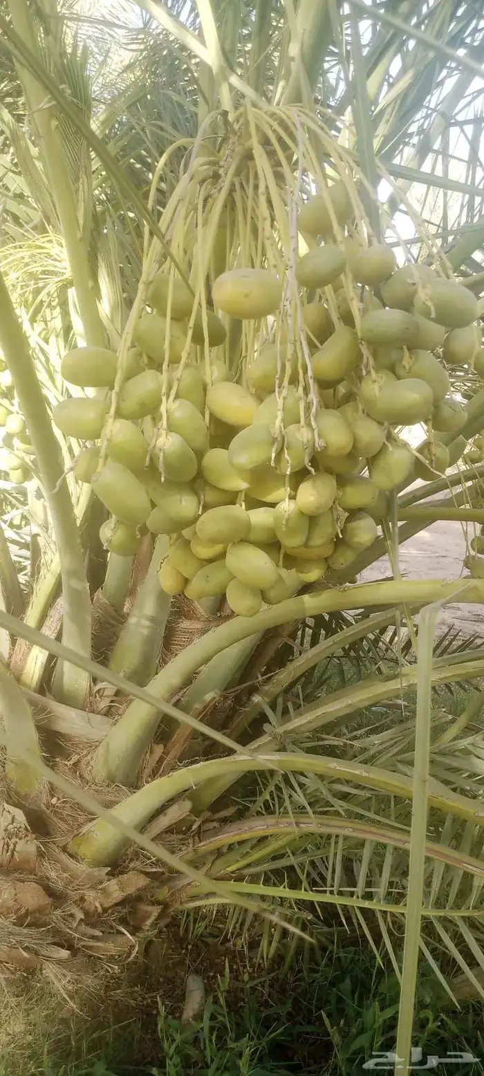 نخيل خلاص وشيشي وهلالي وصقعي 8