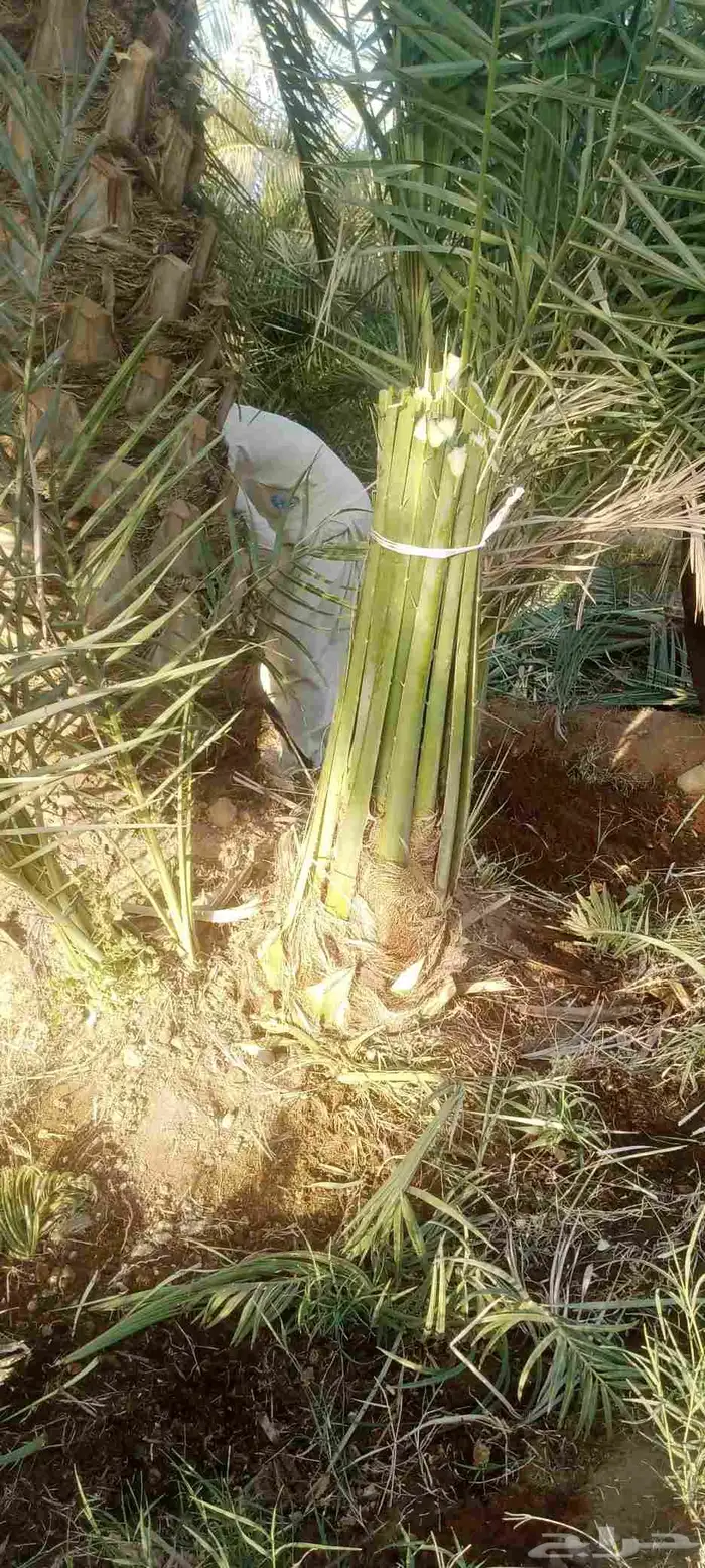 نخيل خلاص وشيشي وهلالي وصقعي 7