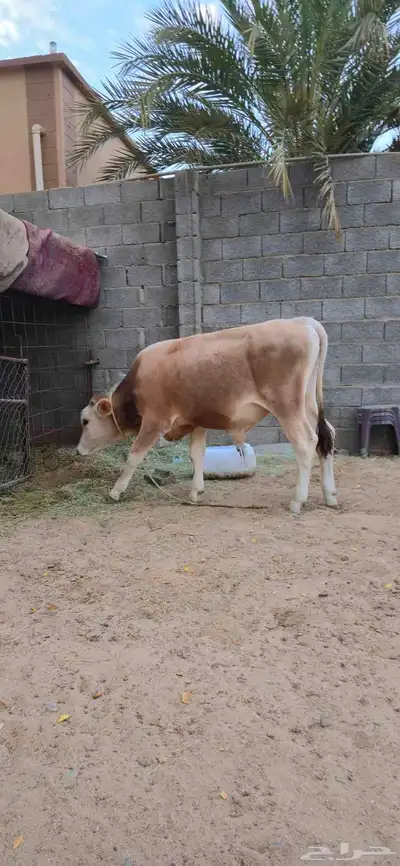 عجل للبيع 1