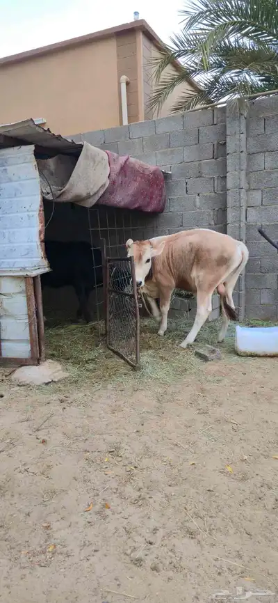 عجل للبيع 2