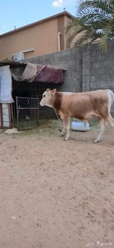 عجل للبيع 0