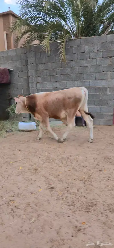 عجل للبيع 3