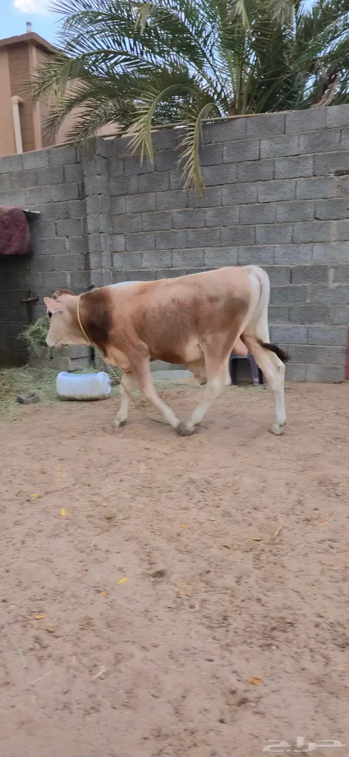 عجل للبيع 3