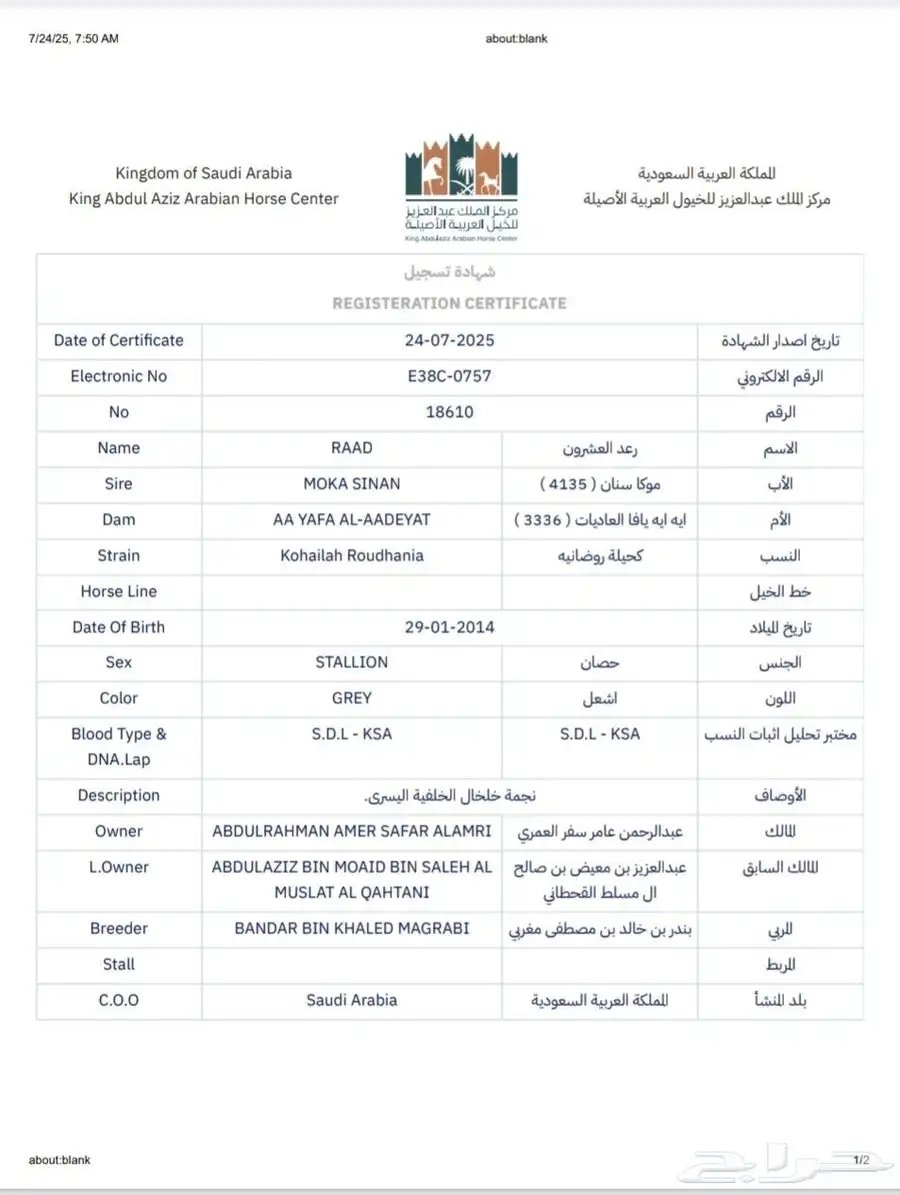 حصان واهو مصري بيور 10