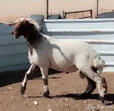 للبيع فحل نعيم خصم 0