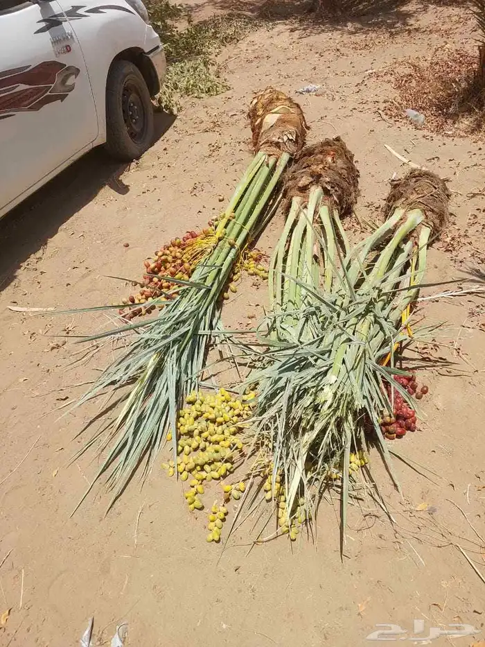 نخل واشنطن زينه للبيع بجميع أنواعه 8