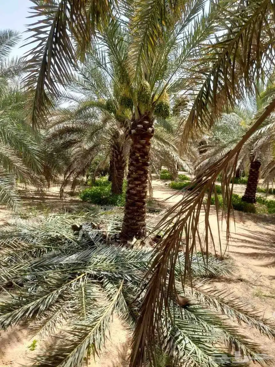 نخل مثمراوتوصيل الجميع منطق المملكه العربيه السعوديه 1
