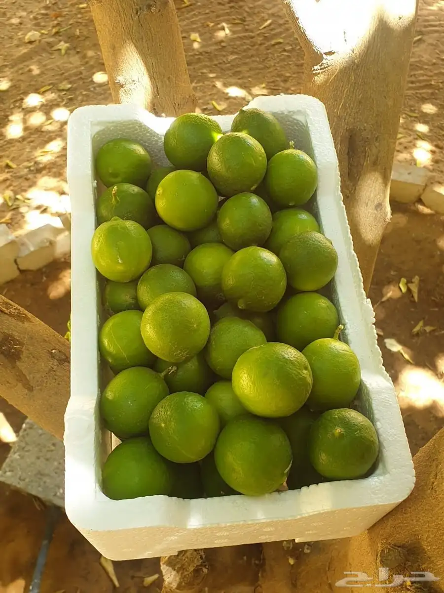 ليمون طازج ابو زهيرة 2
