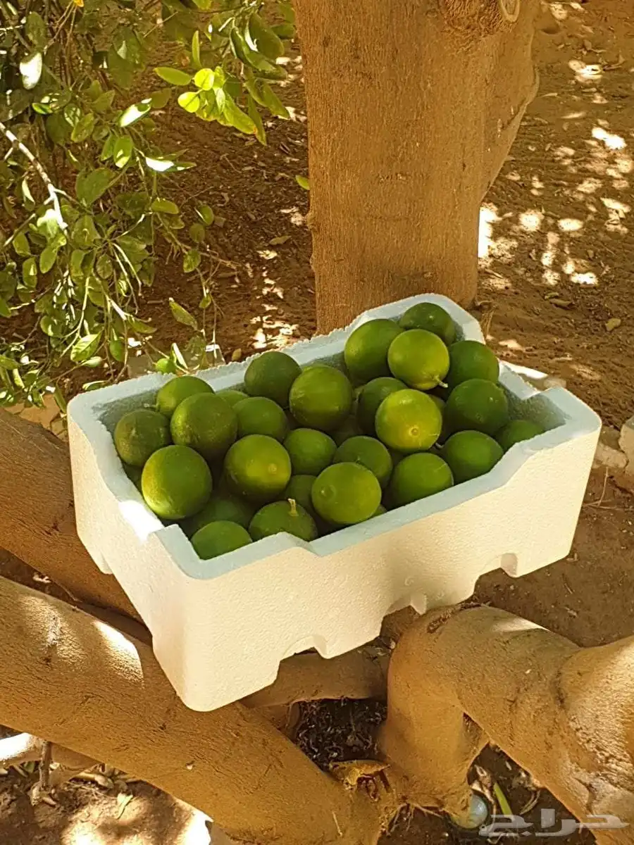 ليمون طازج ابو زهيرة 1