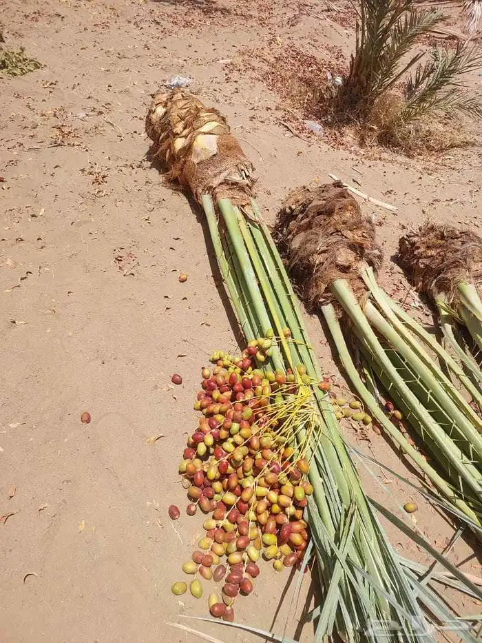 نخل واشنطن زينه للبيع بجميع أنواعه 9