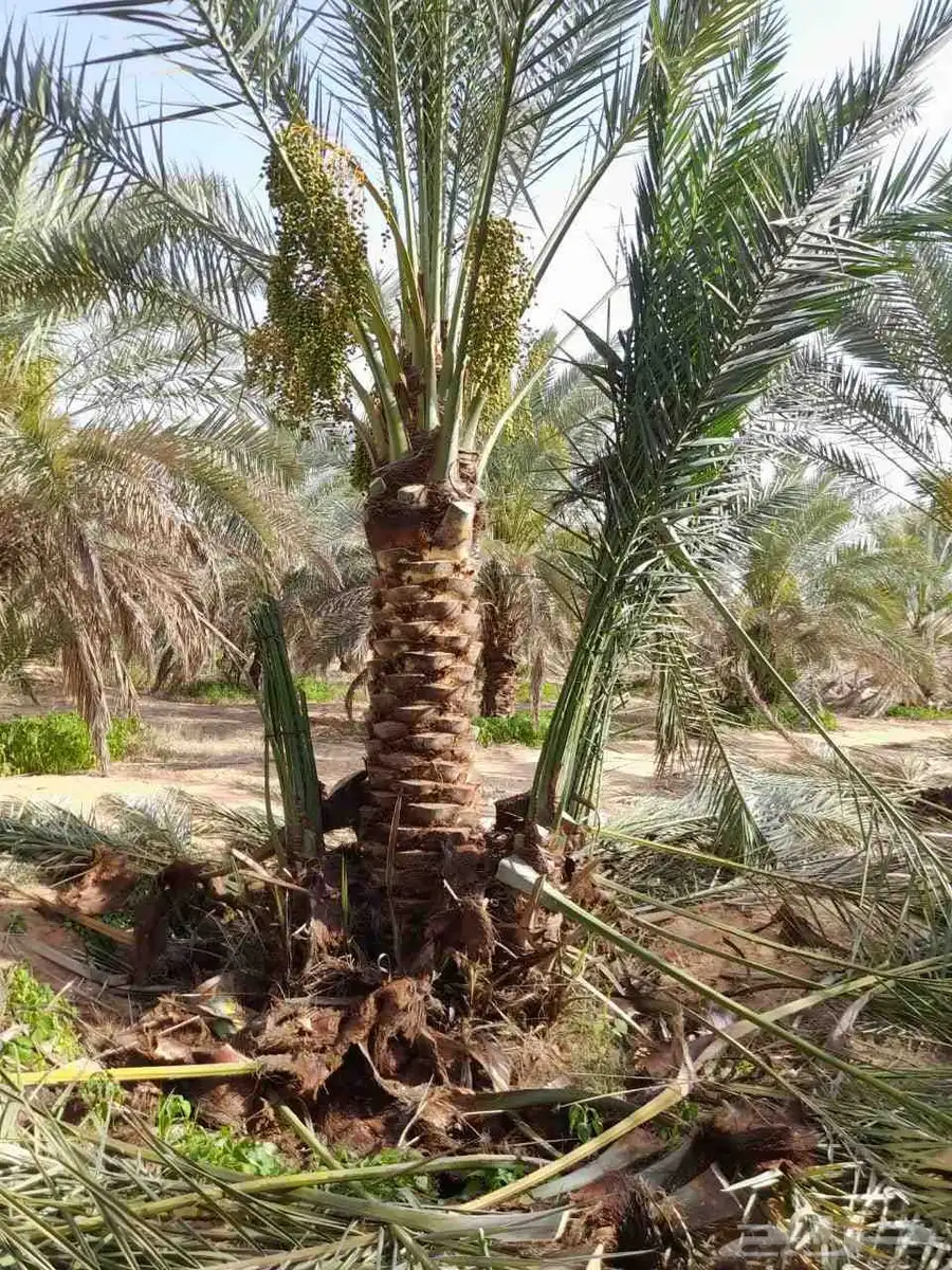 نخل مثمراوتوصيل الجميع منطق المملكه العربيه السعوديه 0