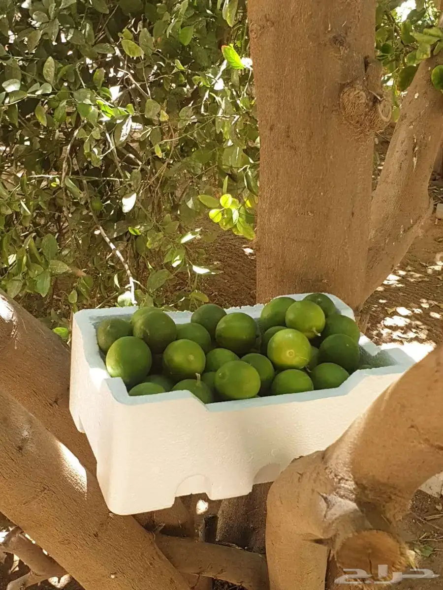 ليمون طازج ابو زهيرة 0