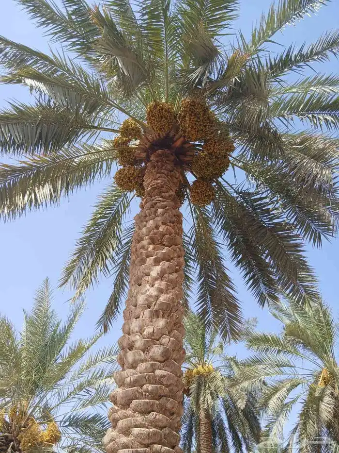 للتخيش والخراف والصرام وجمع اعمل النخيل 0