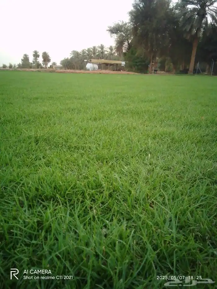 ثيل طبيعي درجه أخضر خالي من الحشائش والشوائب 1