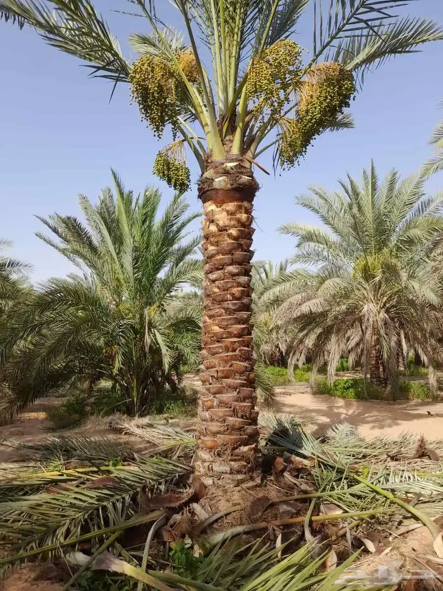 نخل مثمراوتوصيل الجميع منطق المملكه العربيه السعوديه 3