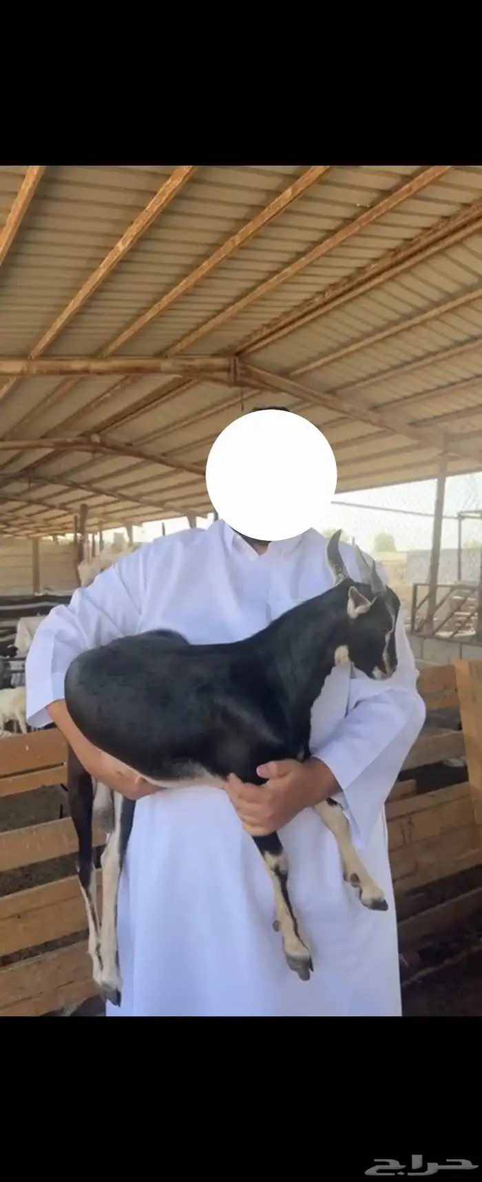 عرض تيوس ب 750 ريال 0