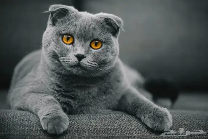 للبيع صحتهم ممتازه اناث تزاوج الفرعونيه 3
