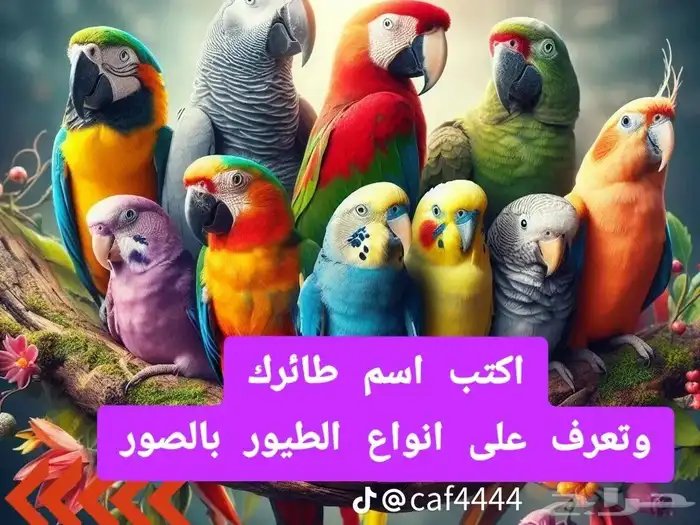 عندك ببغاء للتبني... 0
