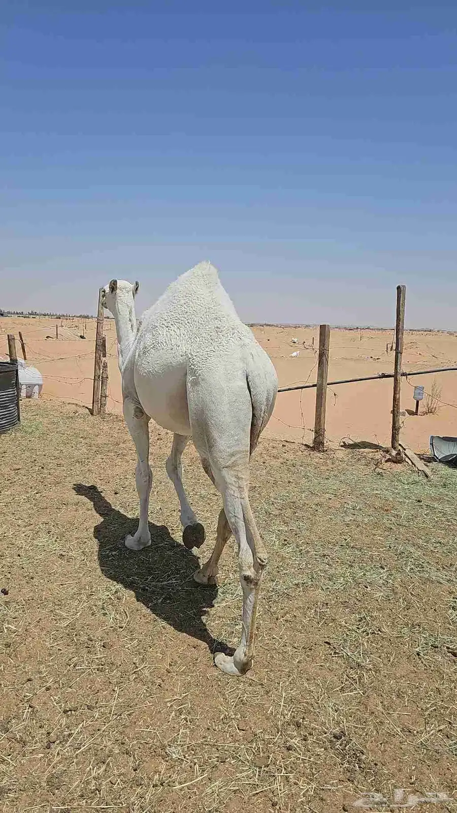 قعدان وبكره قصب للبيع index