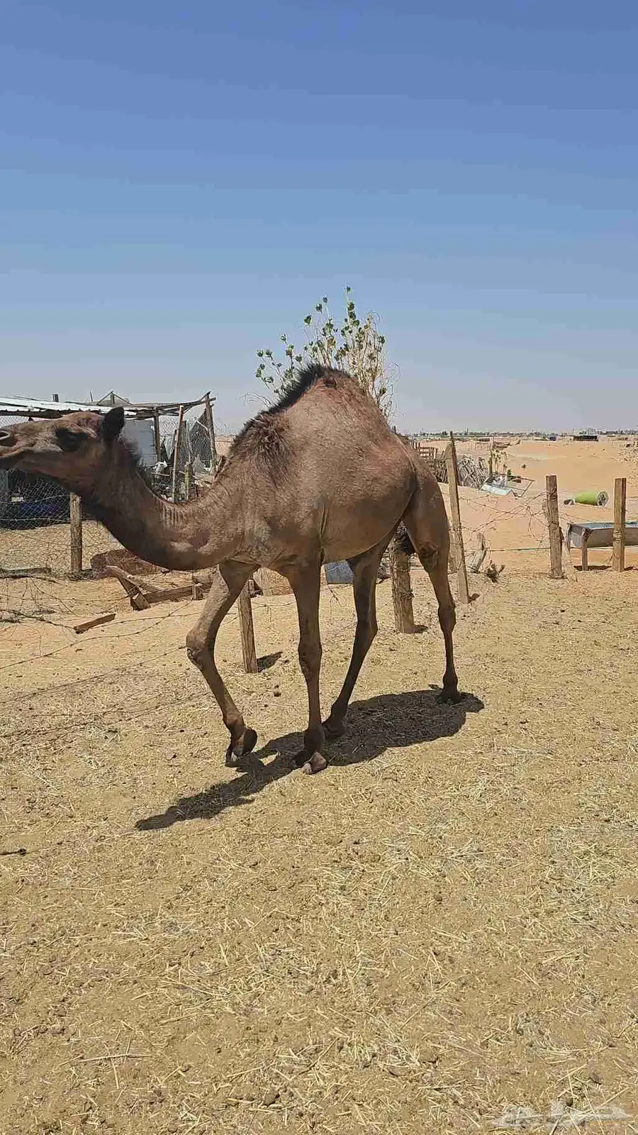 قعدان وبكره قصب للبيع index