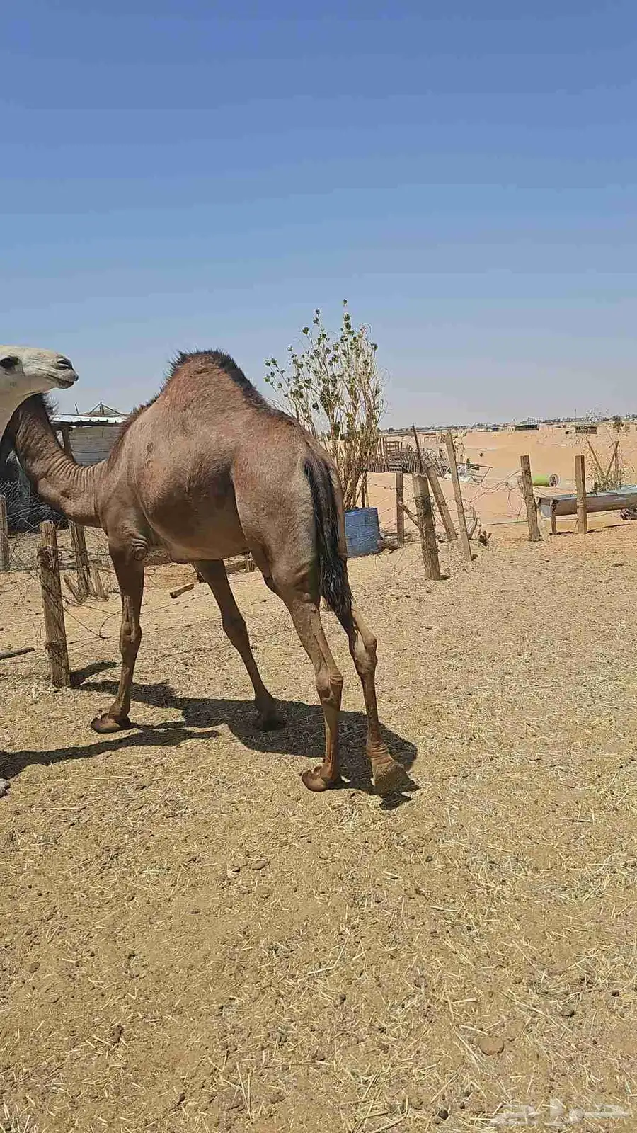 قعدان وبكره قصب للبيع index