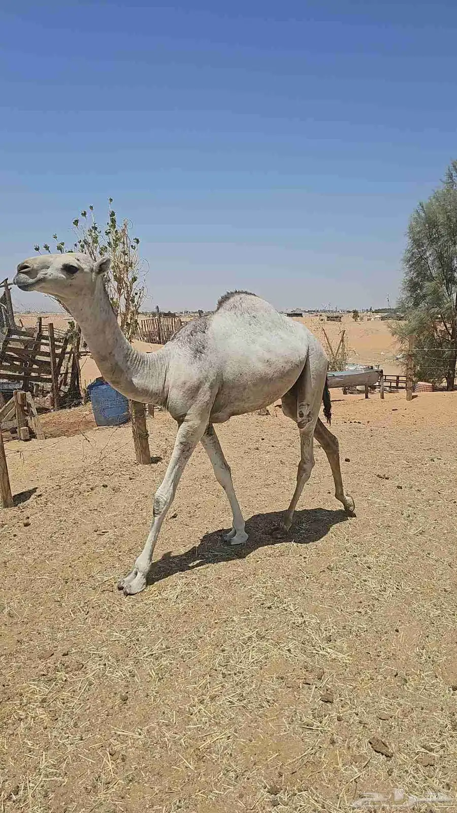 قعدان وبكره قصب للبيع index