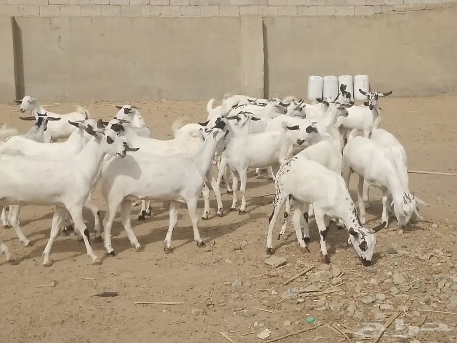 للبيع جفاربيشيات كحل تاسيس مراح صنف خيره قدام 1