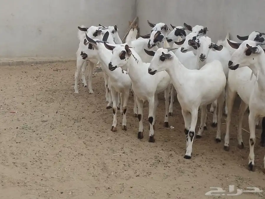 للبيع جفاربيشيات كحل تاسيس مراح صنف خيره قدام 8