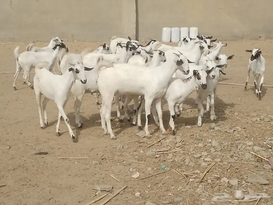 للبيع جفاربيشيات كحل تاسيس مراح صنف خيره قدام 9