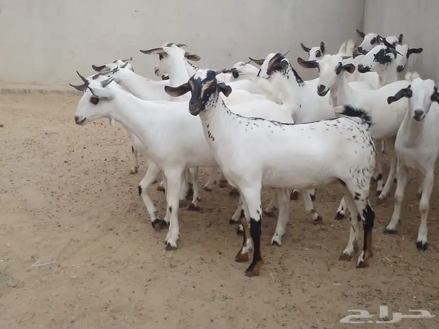 للبيع جفاربيشيات كحل تاسيس مراح صنف خيره قدام 6