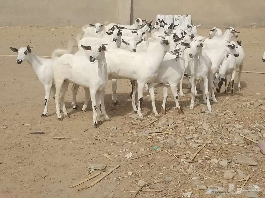 للبيع جفاربيشيات كحل تاسيس مراح صنف خيره قدام 3