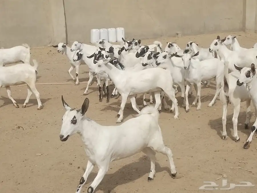 للبيع جفاربيشيات كحل تاسيس مراح صنف خيره قدام 4