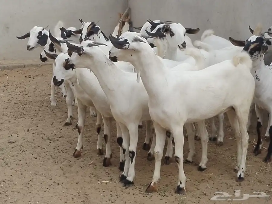 للبيع جفاربيشيات كحل تاسيس مراح صنف خيره قدام 5