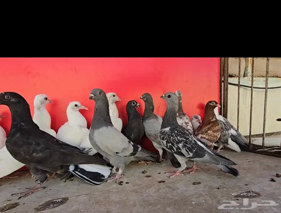 فروخ حمام احجام وانوع مختلفه زينه وعايدي 2