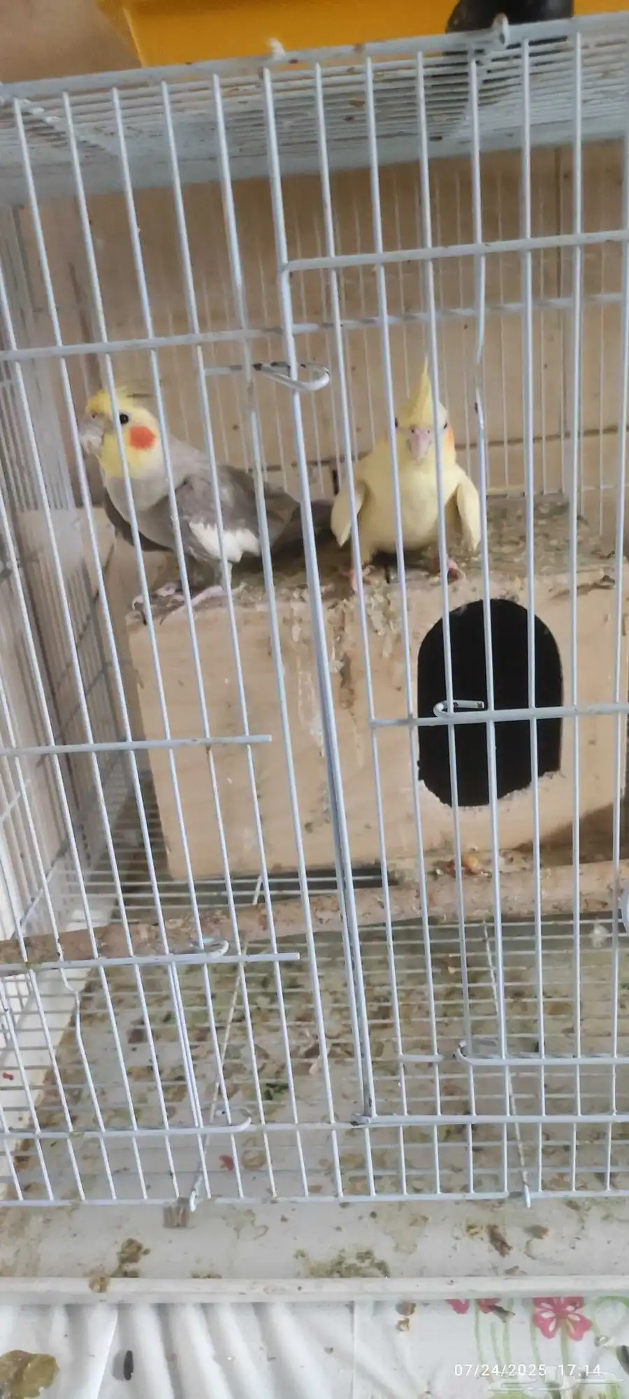جوز عصافير كروان مع القفص والملحقات 2