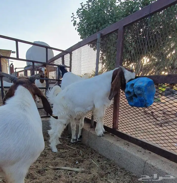 للبيع 4 تيوس هجين بورقوت 4 أشهر 3
