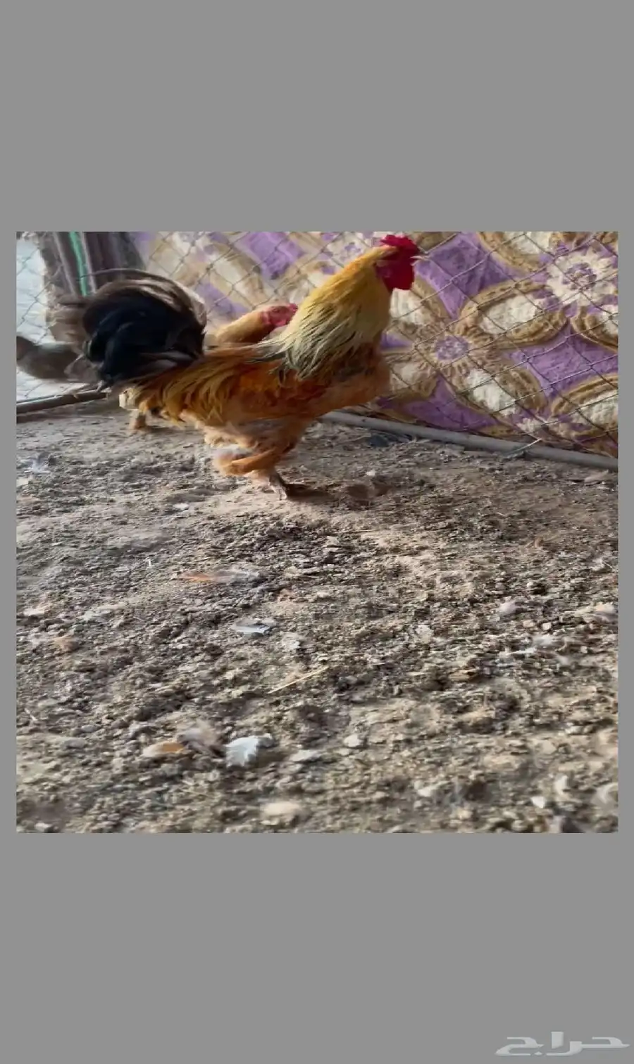 ديك كفو للبيع الحد 100 وصحة شرط ونوعه براهما 0