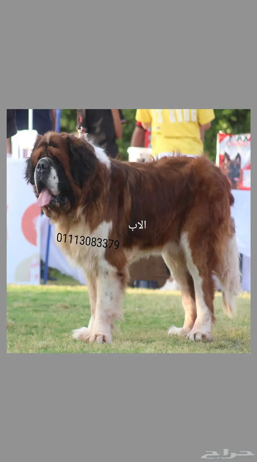 سانت برنارد saint Bernard index