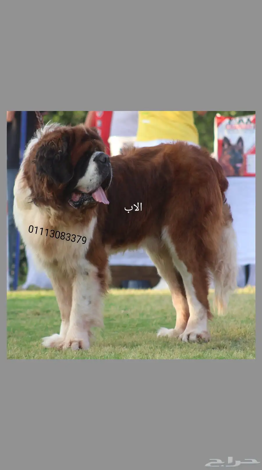 سانت برنارد saint Bernard index