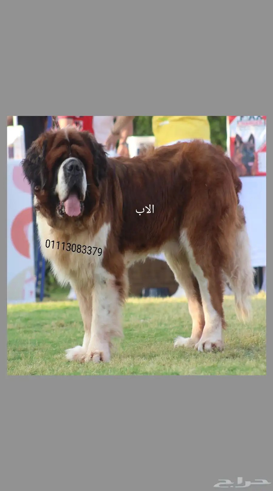 سانت برنارد saint Bernard index